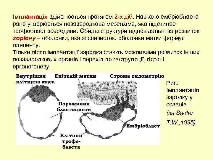 Імплантація здійснюється протягом 2 -х діб. Навколо ембріобласта рано утворюється позазародкова мезенхіма, яка підстилає