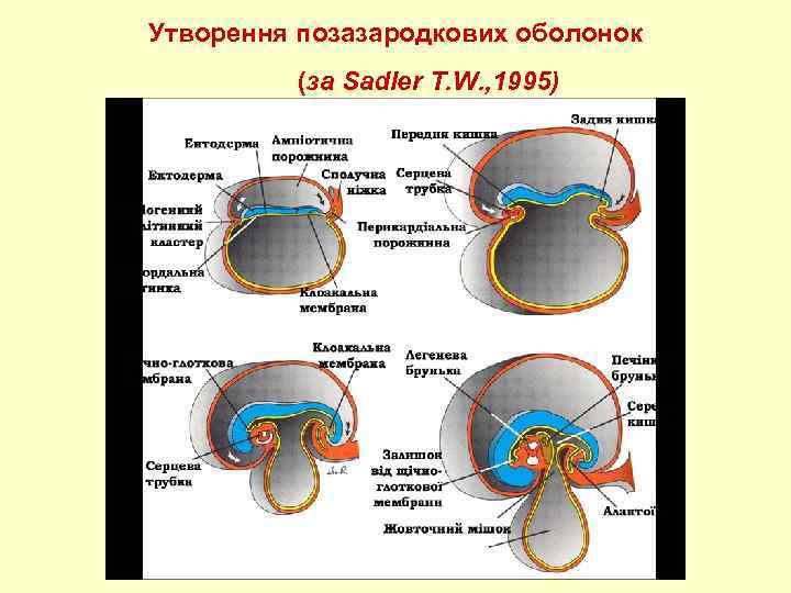 Утворення позазародкових оболонок (за Sadler T. W. , 1995) 