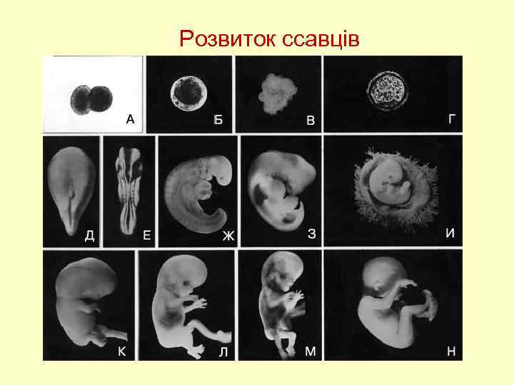 Розвиток ссавців 