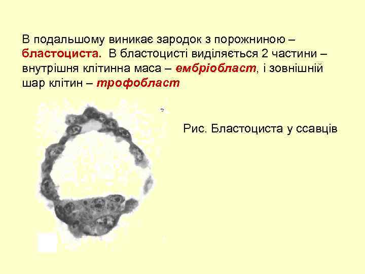 В подальшому виникає зародок з порожниною – бластоциста. В бластоцисті виділяється 2 частини –