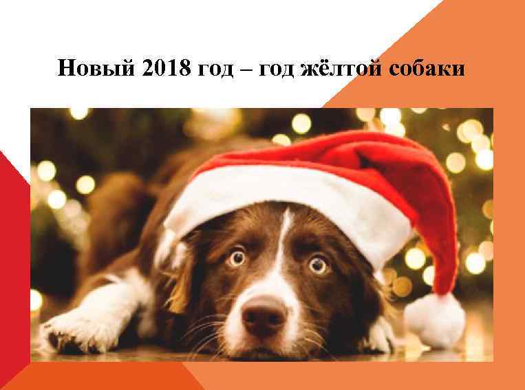 Новый 2018 год – год жёлтой собаки 