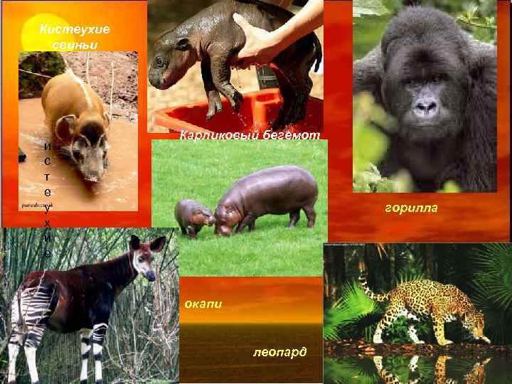 Кистеухие свиньи и с т е у х и е Карликовый бегемот горилла окапи