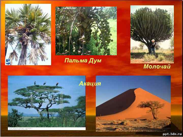 Пальма Дум Акация Молочай 