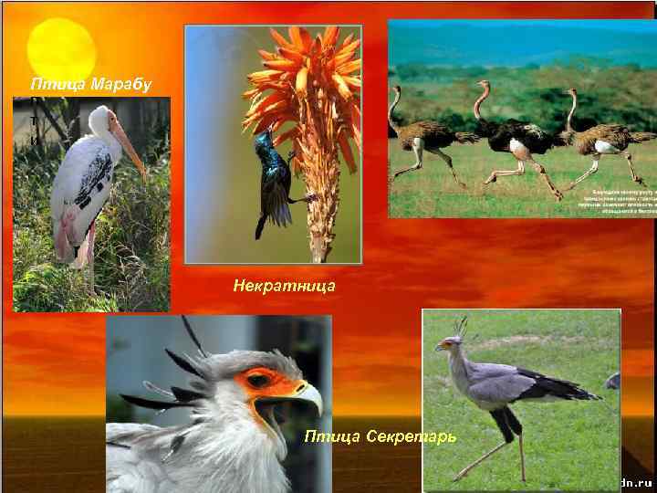 Птица Марабу п т и Некратница Птица Секретарь 