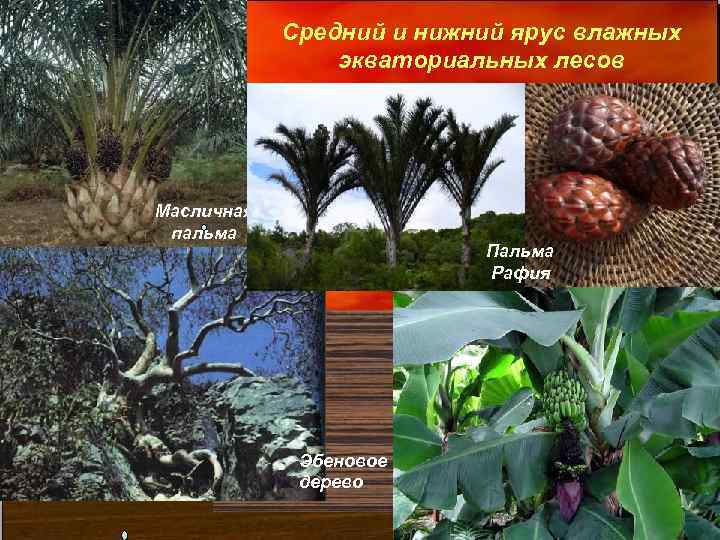 Средний и нижний ярус влажных экваториальных лесов Масличная пальма Пальма Рафия Эбеновое дерево 