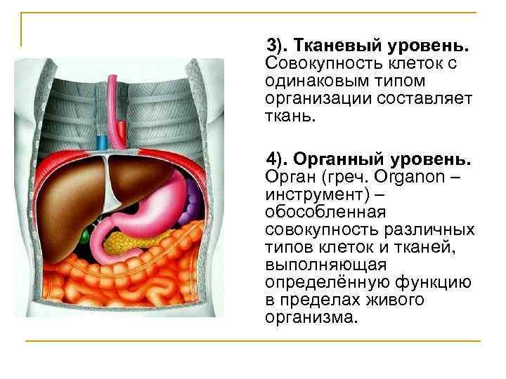 3). Тканевый уровень. Совокупность клеток с одинаковым типом организации составляет ткань. 4). Органный уровень.