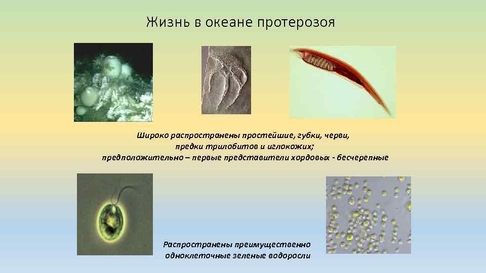 Жизнь в океане протерозоя Широко распространены простейшие, губки, черви, предки трилобитов и иглокожих; предположительно