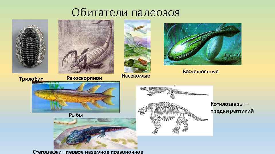 Обитатели палеозоя Трилобит Ракоскорпион Насекомые Рыбы Стегоцефал –первое наземное позвоночное Бесчелюстные Котилозавры – предки