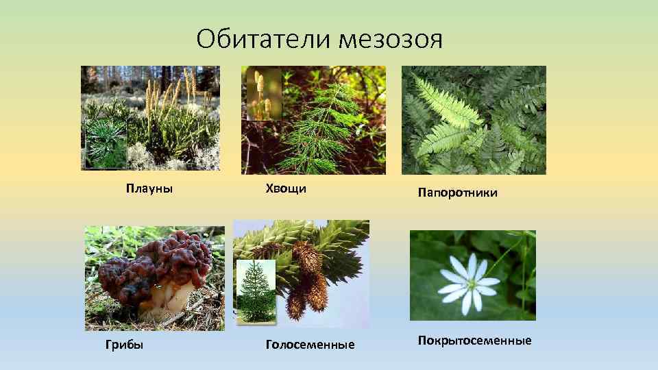 Обитатели мезозоя Плауны Грибы Хвощи Папоротники Голосеменные Покрытосеменные 