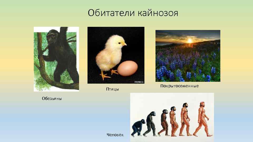 Обитатели кайнозоя Птицы Обезьяны Человек Покрытосеменные 