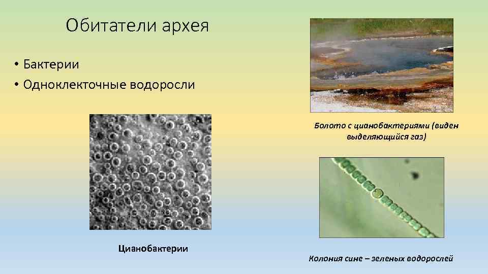 Обитатели архея • Бактерии • Одноклекточные водоросли Болото с цианобактериями (виден выделяющийся газ) Цианобактерии