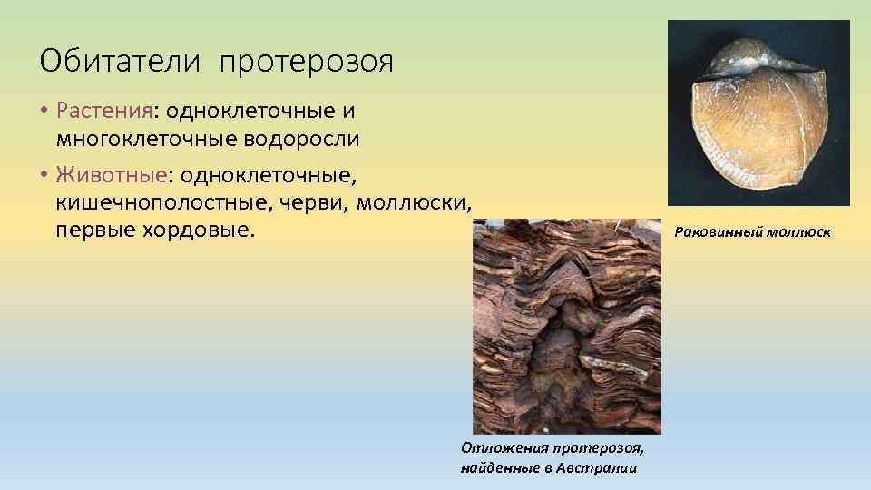 Обитатели протерозоя • Растения: одноклеточные и многоклеточные водоросли • Животные: одноклеточные, кишечнополостные, черви, моллюски,