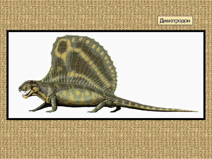 Диметродон 