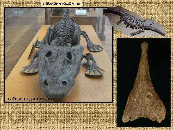 лабиринтодонты лабиринтодонт Eryops 