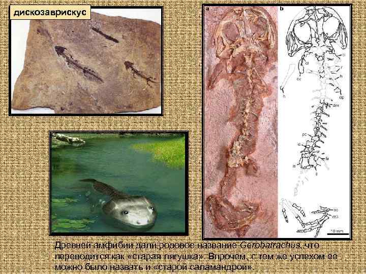дискозаврискус Древней амфибии дали родовое название Gerobatrachus, что переводится как «старая лягушка» . Впрочем,
