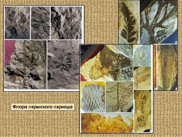 Флора пермского периода 