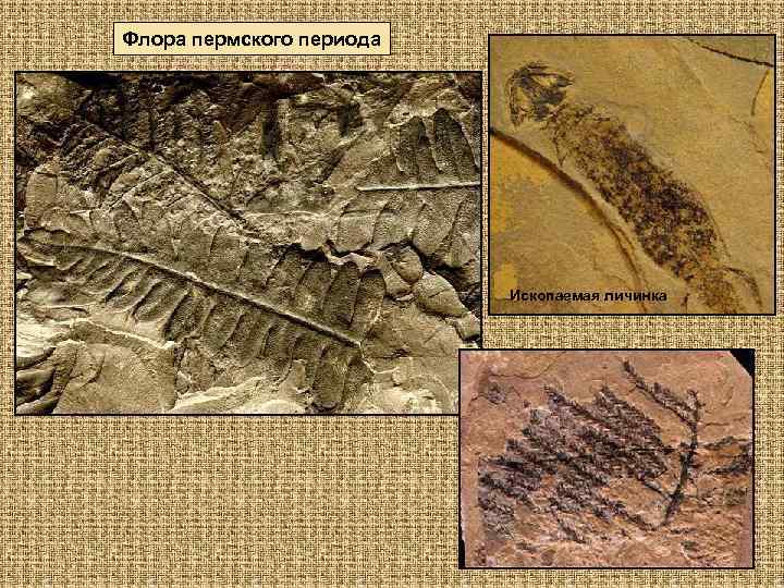 Флора пермского периода Ископаемая личинка 