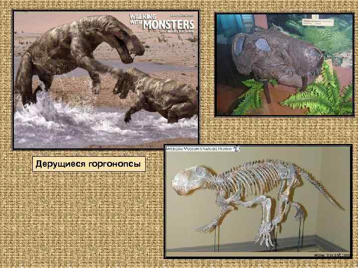 Дерущиеся горгонопсы 