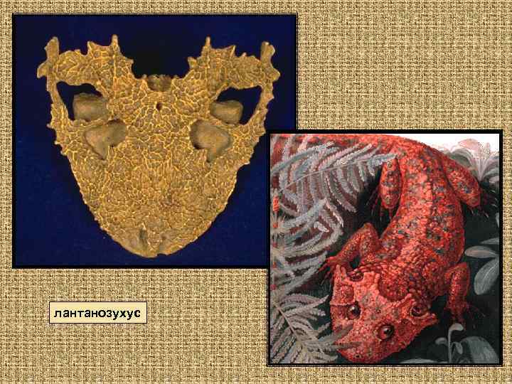 лантанозухус 