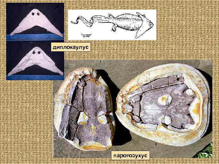диплокаулус паротозухус 