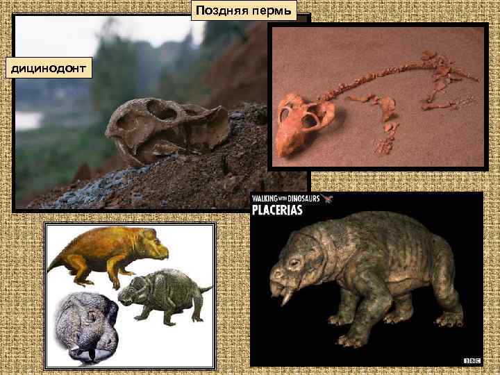 Поздняя пермь дицинодонт 