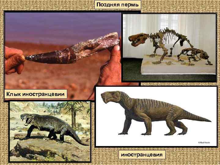 Поздняя пермь Клык иностранцевии иностранцевия 