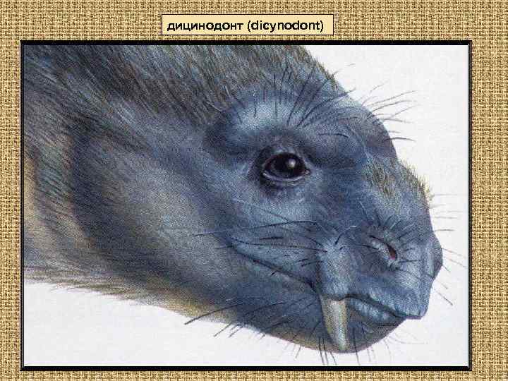 дицинодонт (dicynodont) 