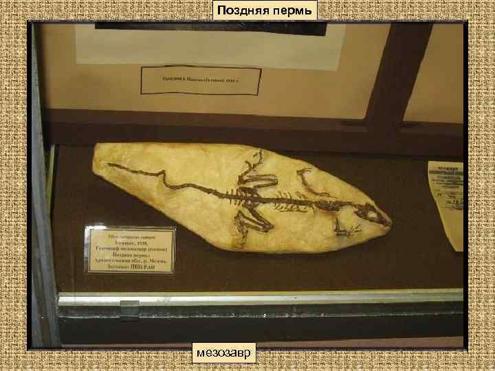 Поздняя пермь мезозавр 