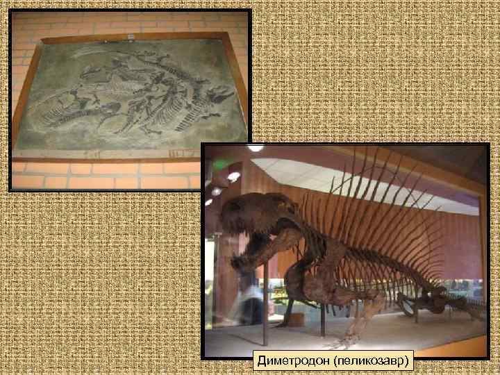 Диметродон (пеликозавр) 