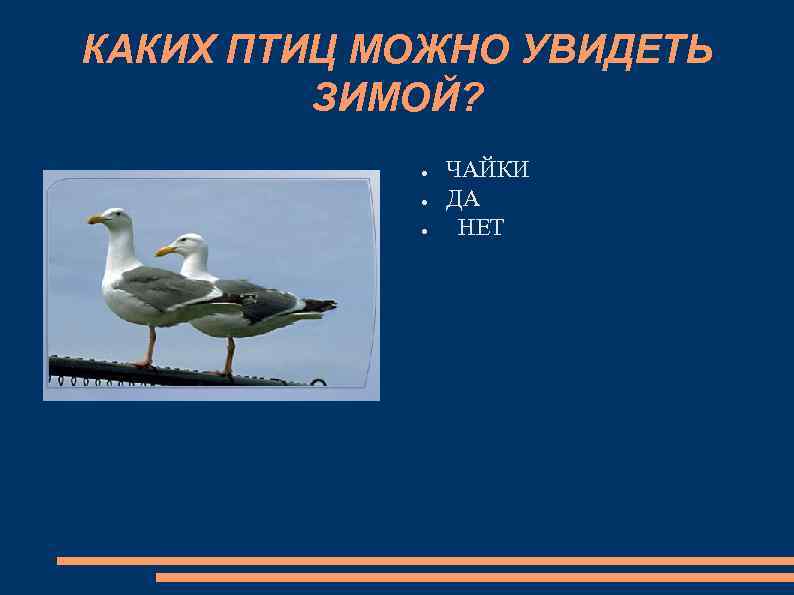 КАКИХ ПТИЦ МОЖНО УВИДЕТЬ ЗИМОЙ? ● ● ● ЧАЙКИ ДА НЕТ 