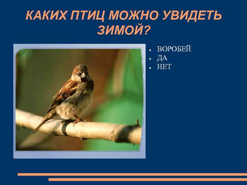 КАКИХ ПТИЦ МОЖНО УВИДЕТЬ ЗИМОЙ? ● ● ● ВОРОБЕЙ ДА НЕТ 