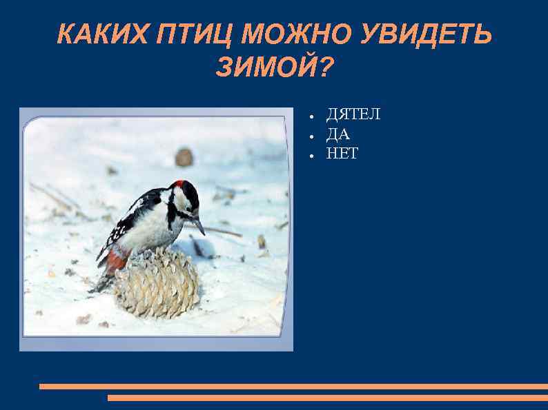 КАКИХ ПТИЦ МОЖНО УВИДЕТЬ ЗИМОЙ? ● ● ● ДЯТЕЛ ДА НЕТ 