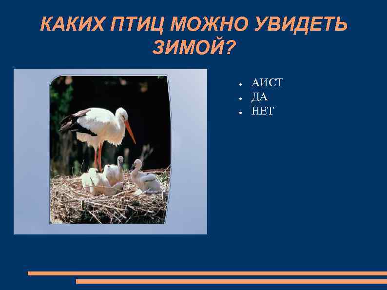 КАКИХ ПТИЦ МОЖНО УВИДЕТЬ ЗИМОЙ? ● ● ● АИСТ ДА НЕТ 