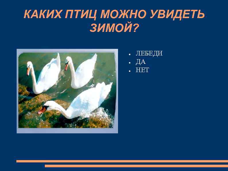 КАКИХ ПТИЦ МОЖНО УВИДЕТЬ ЗИМОЙ? ● ● ● ЛЕБЕДИ ДА НЕТ 