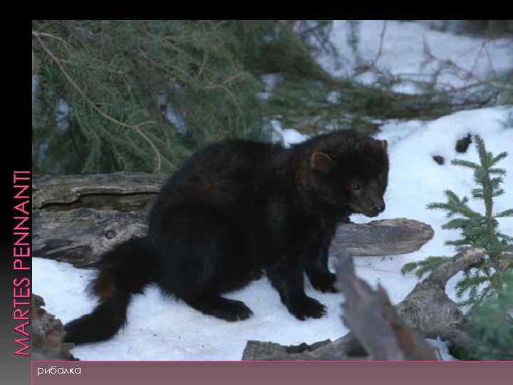 рибалка MARTES PENNANTI 