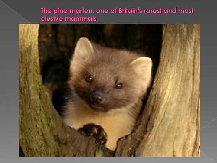 The pine marten, one of Britain's rarest and most elusive mammals 