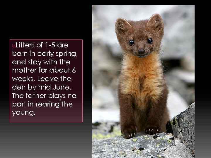 o. Litters of 1 -5 are born in early spring, and stay with the