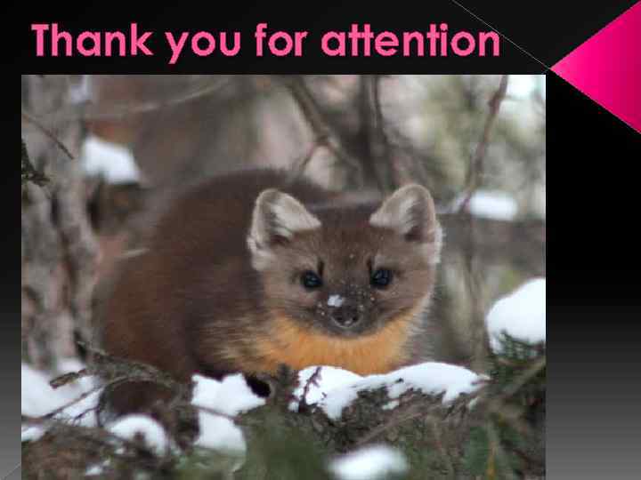 Thank you for attention 