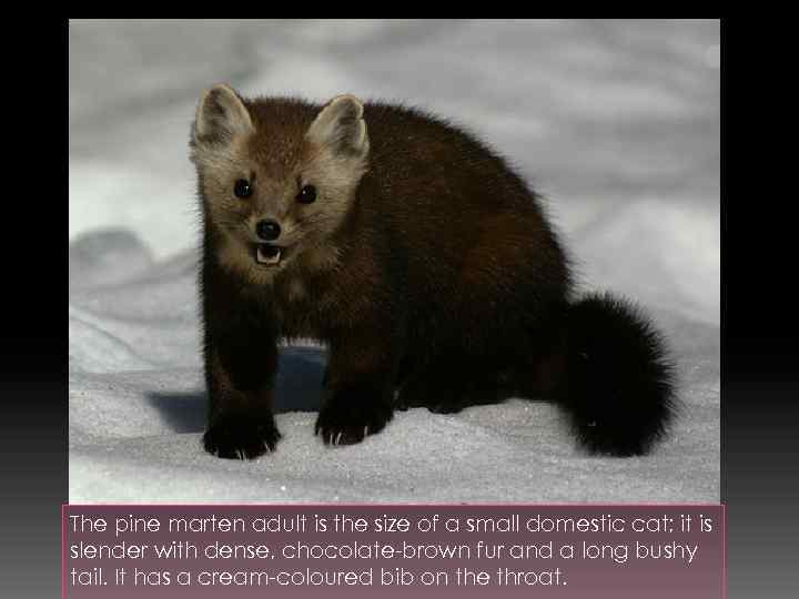 The pine marten adult is the size of a small domestic cat; it is