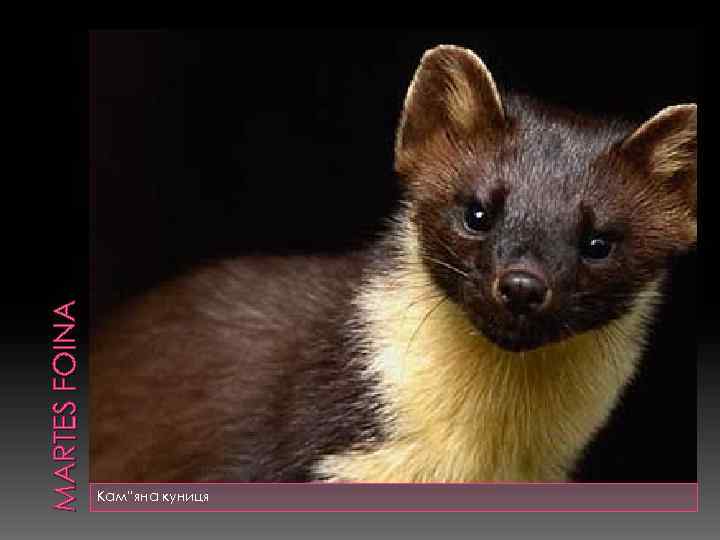 MARTES FOINA Кам”яна куниця 