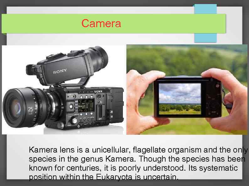 Camera Kamera lens is a unicellular, flagellate organism and the only species in the