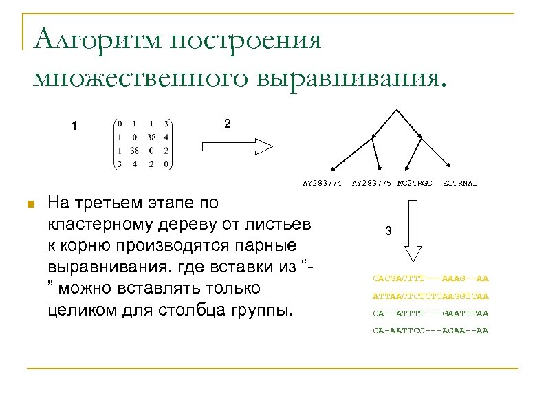 Алгоритм построения множественного выравнивания. 1 2 AY 283774 n На третьем этапе по кластерному