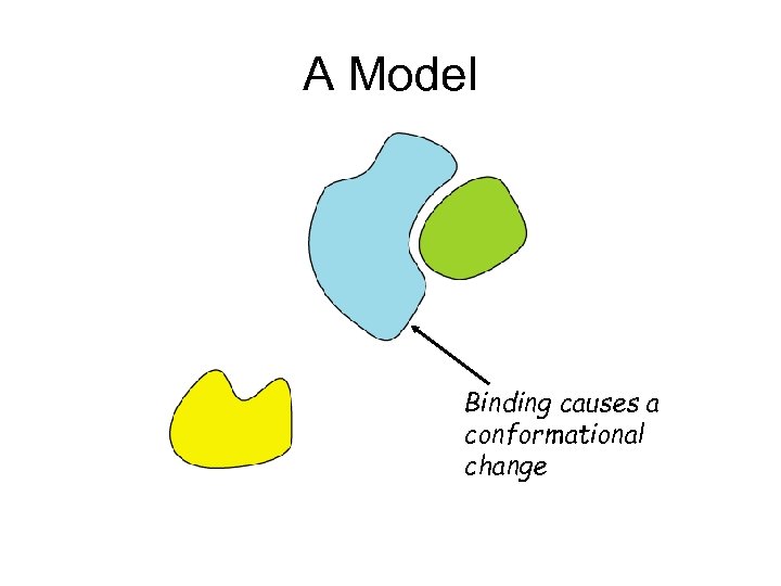 A Model Binding causes a conformational change 