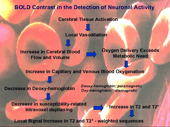 BOLD Contrast in the Detection of Neuronal Activity Cerebral Tissue Activation Local Vasodilation Oxygen