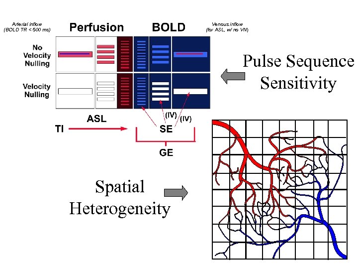 Arterial inflow (BOLD TR < 500 ms) Venous inflow (for ASL, w/ no VN)