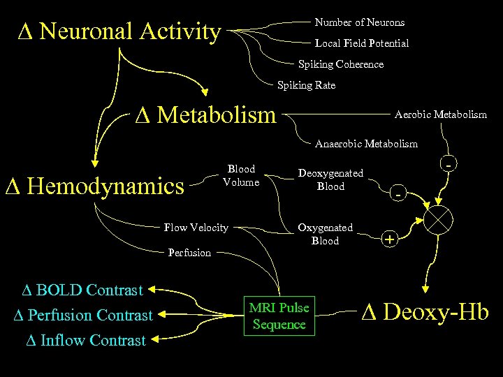  Neuronal Activity Number of Neurons Local Field Potential Spiking Coherence Spiking Rate Metabolism