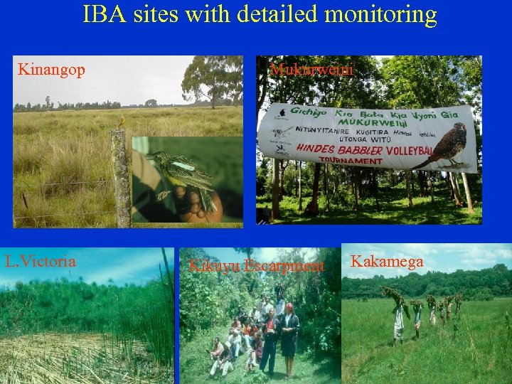 IBA sites with detailed monitoring Kinangop L. Victoria Mukurweini Kikuyu Escarpment Kakamega 