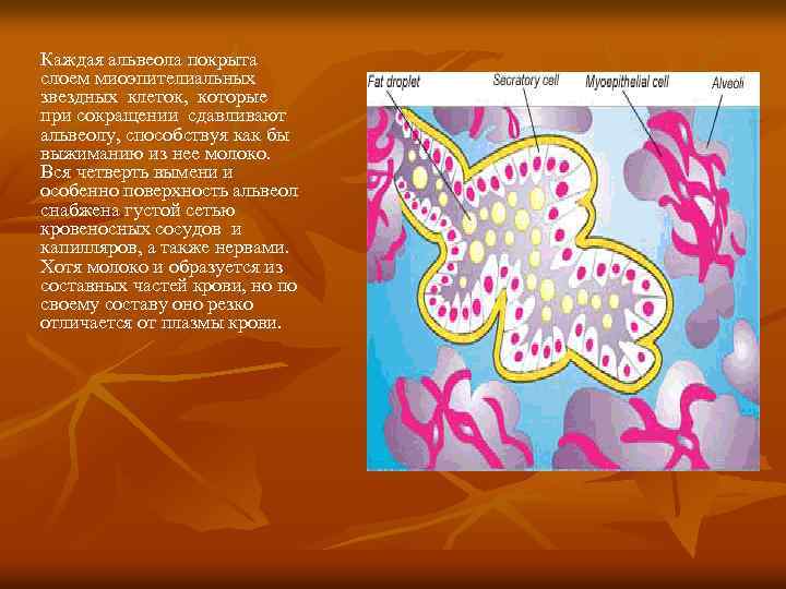 Каждая альвеола покрыта слоем миоэпителиальных звездных клеток, которые при сокращении сдавливают альвеолу, способствуя как