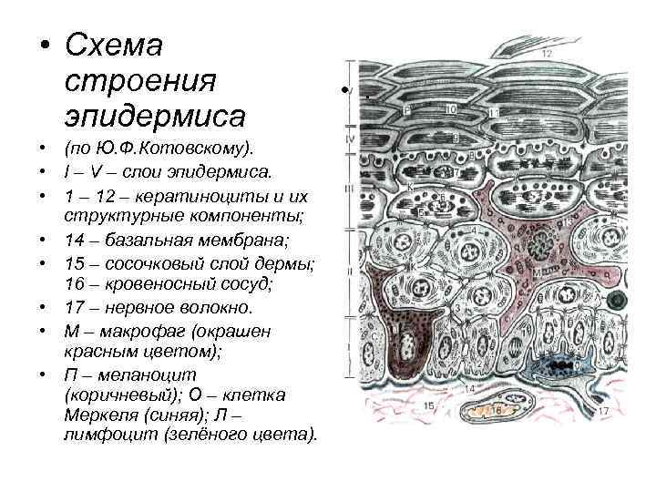  • Схема строения эпидермиса • (по Ю. Ф. Котовскому). • I – V