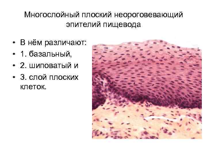 Многослойный плоский неороговевающий эпителий пищевода • • В нём различают: 1. базальный, 2. шиповатый